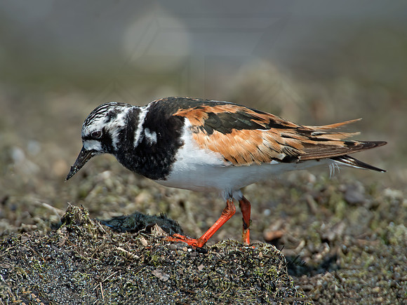 Arenaria interpres  RUDDY TURNSTONE 9003321z