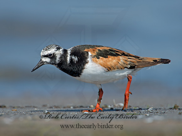 Arenaria interpres  RUDDY TURNSTONE 9003328z