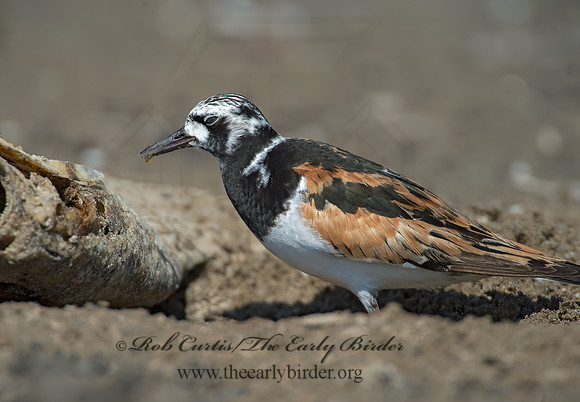 Arenaria interpres  RUDDY TURNSTONE 9003327z
