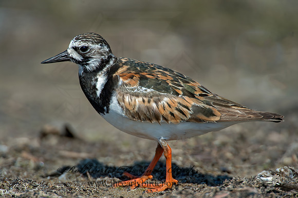 Arenaria interpres  RUDDY TURNSTONE 9003331z