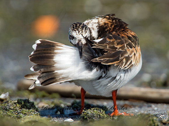 Arenaria interpres  RUDDY TURNSTONE 9003338z