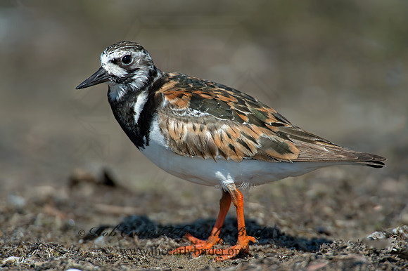 Arenaria interpres  RUDDY TURNSTONE 9003332z