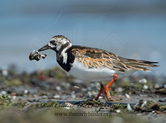 Arenaria interpres  RUDDY TURNSTONE 9003350z