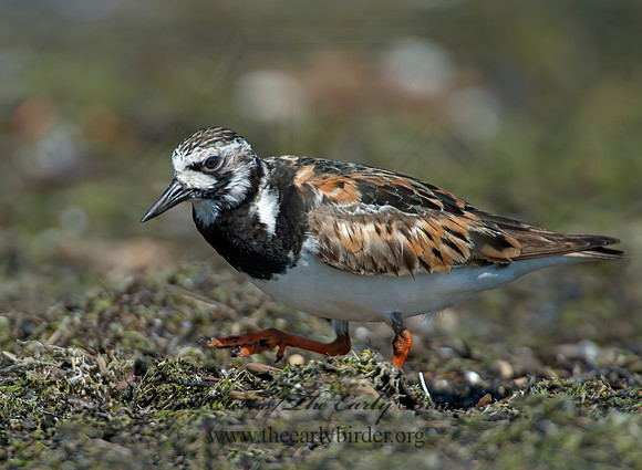 Arenaria interpres  RUDDY TURNSTONE 9003353z