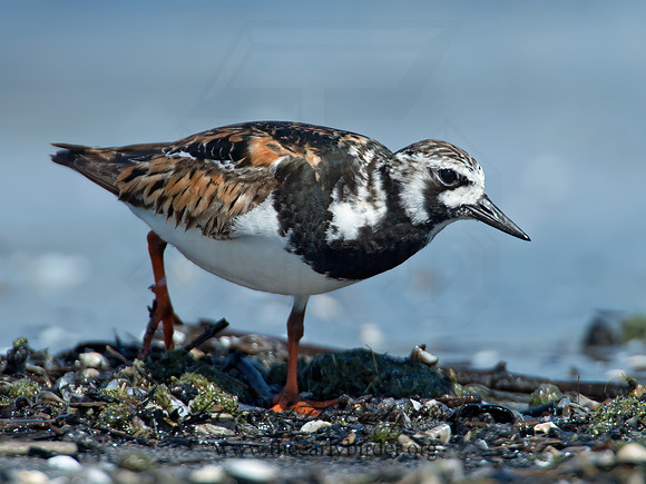 Arenaria interpres  RUDDY TURNSTONE 9003360z