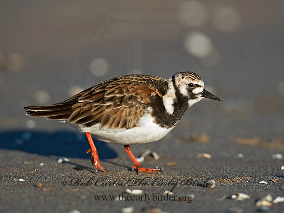 Arenaria interpres  RUDDY TURNSTONE 9011451z