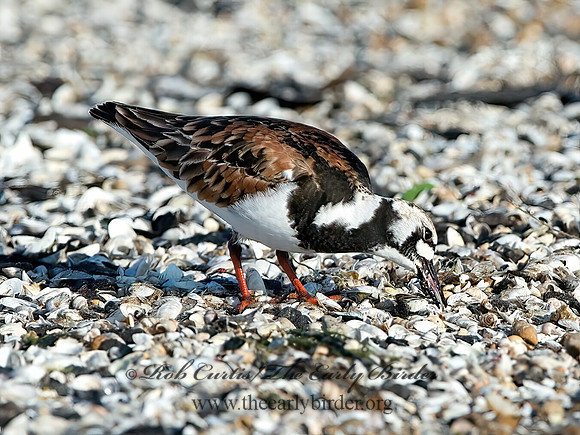 Arenaria interpres  RUDDY TURNSTONE 9046629z
