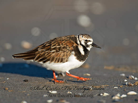 Arenaria interpres  RUDDY TURNSTONE 9011452z