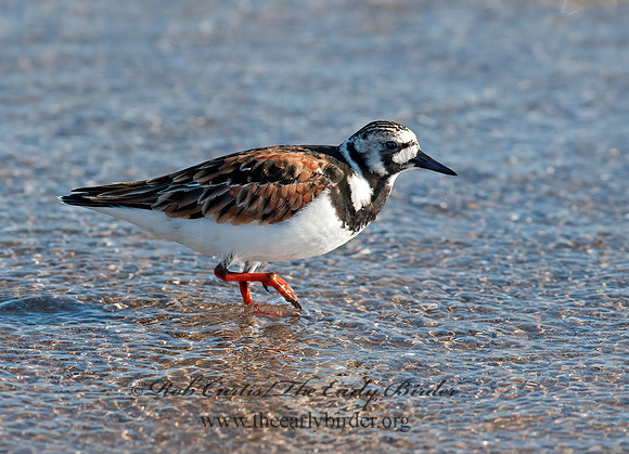 Arenaria interpres  RUDDY TURNSTONE 8035718z