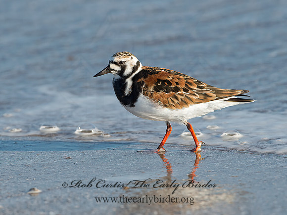 Arenaria interpres  RUDDY TURNSTONE 9046636z