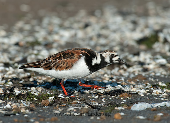 Arenaria interpres  RUDDY TURNSTONE 8035726z