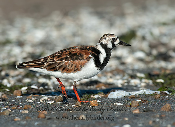 Arenaria interpres  RUDDY TURNSTONE 8035733z