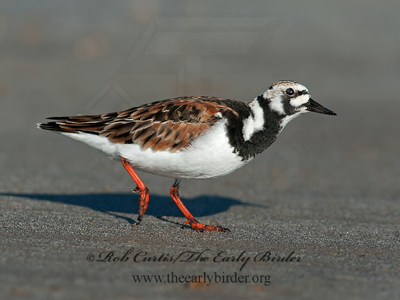 Arenaria interpres  RUDDY TURNSTONE 8035734z
