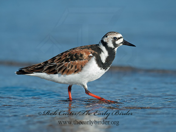 Arenaria interpres  RUDDY TURNSTONE 8035737z