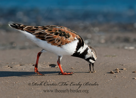 Arenaria interpres  RUDDY TURNSTONE 8035749z