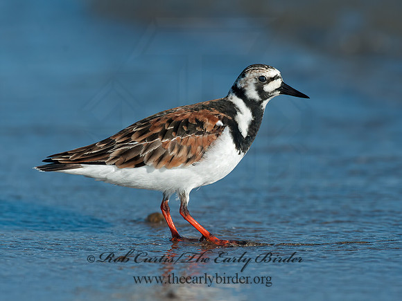Arenaria interpres  RUDDY TURNSTONE 8035739z