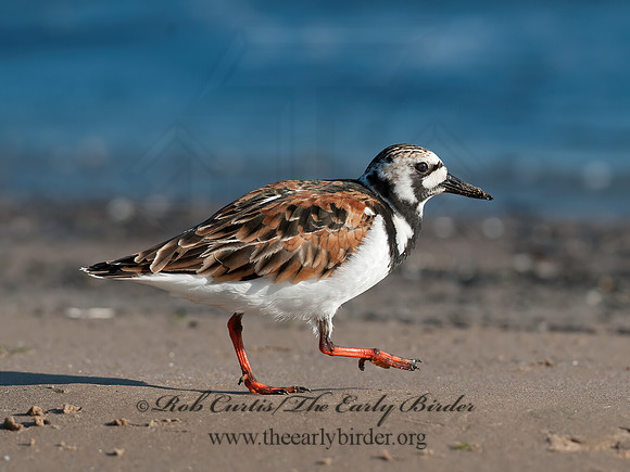 Arenaria interpres  RUDDY TURNSTONE 8035751z