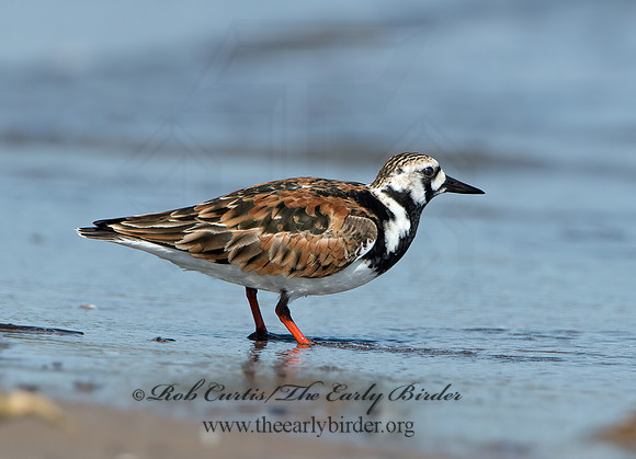 Arenaria interpres  RUDDY TURNSTONE 9046687z