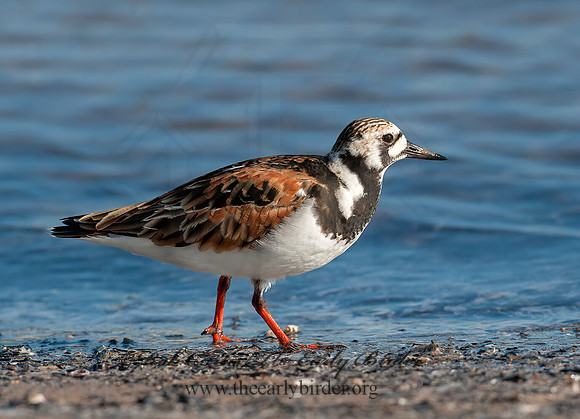 Arenaria interpres  RUDDY TURNSTONE 8035760z