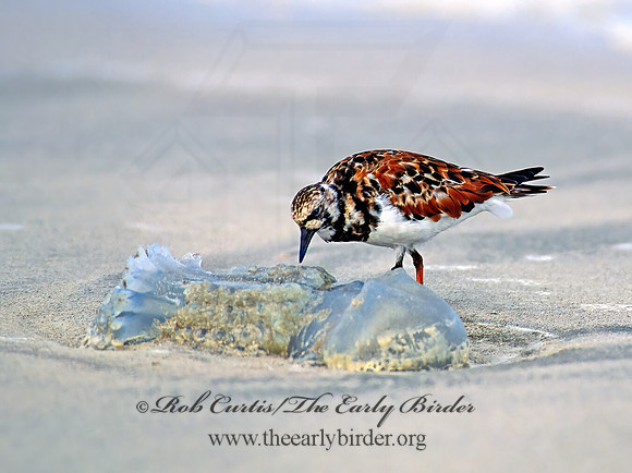 Arenaria interpres  RUDDY TURNSTONE 49423z