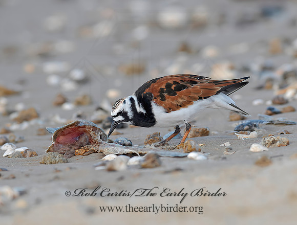 Arenaria interpres  RUDDY TURNSTONE 6022296z