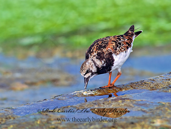 Arenaria interpres  RUDDY TURNSTONE 107912z