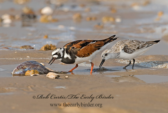 Arenaria interpres  RUDDY TURNSTONE 6022382z