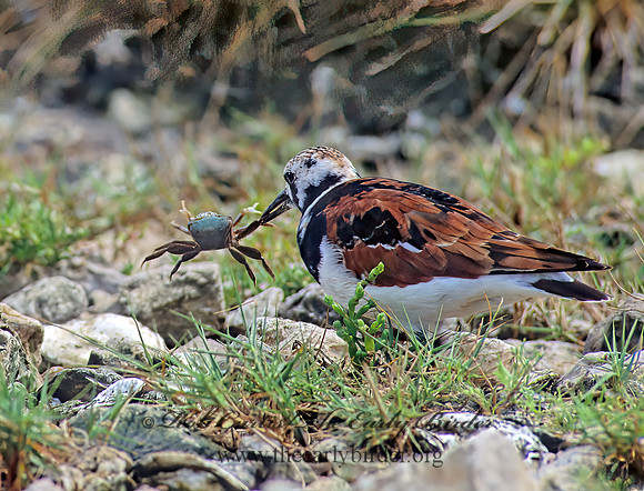 Arenaria interpres  RUDDY TURNSTONE 164228z