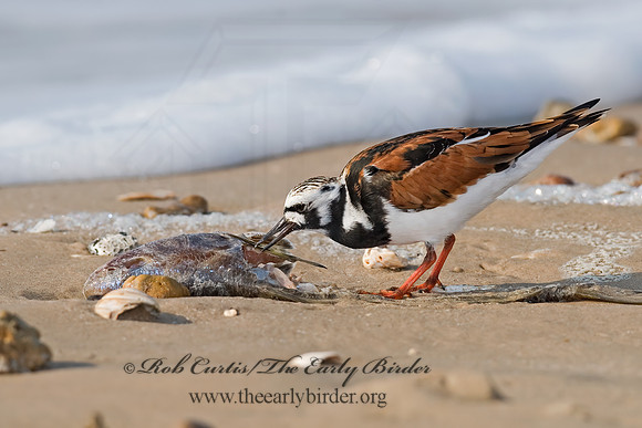 Arenaria interpres  RUDDY TURNSTONE 6022390z