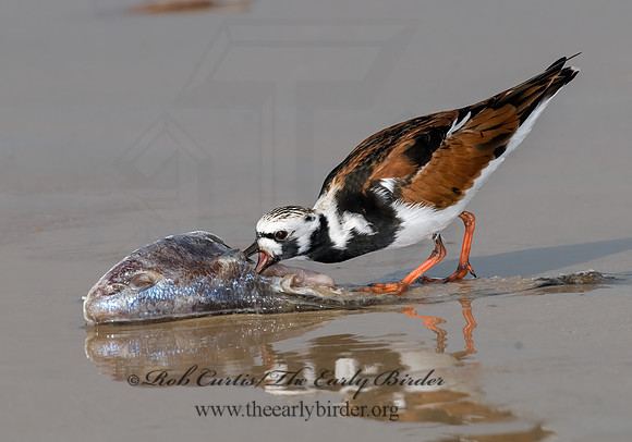 Arenaria interpres  RUDDY TURNSTONE 6022413z