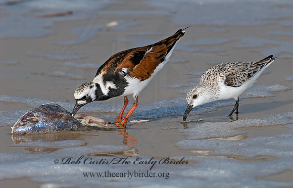 Arenaria interpres  RUDDY TURNSTONE 6022420z