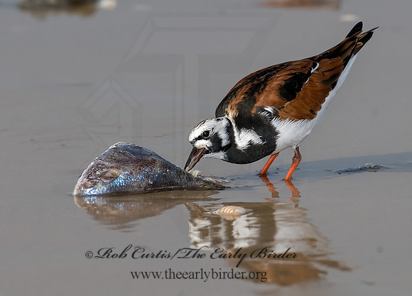 Arenaria interpres  RUDDY TURNSTONE 6022431z