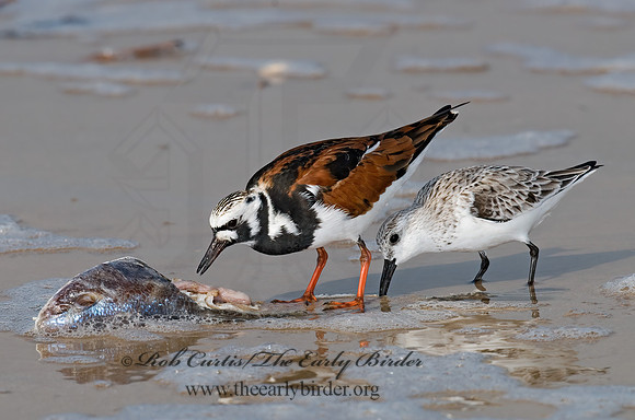 Arenaria interpres  RUDDY TURNSTONE 6022425z