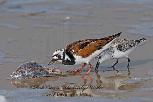 Arenaria interpres  RUDDY TURNSTONE 6022423z