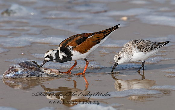 Arenaria interpres  RUDDY TURNSTONE 6022427z
