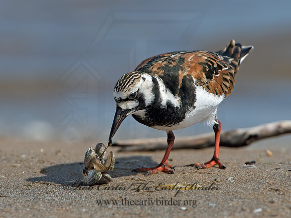 Arenaria interpres  RUDDY TURNSTONE 9046728z