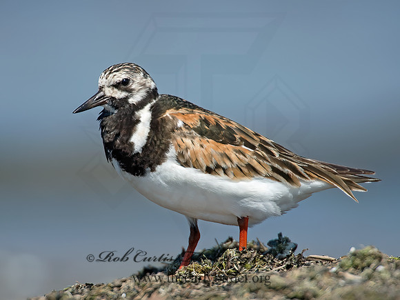 Arenaria interpres  RUDDY TURNSTONE 49309z