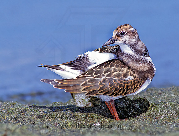 Arenaria interpres  RUDDY TURNSTONE 78517z