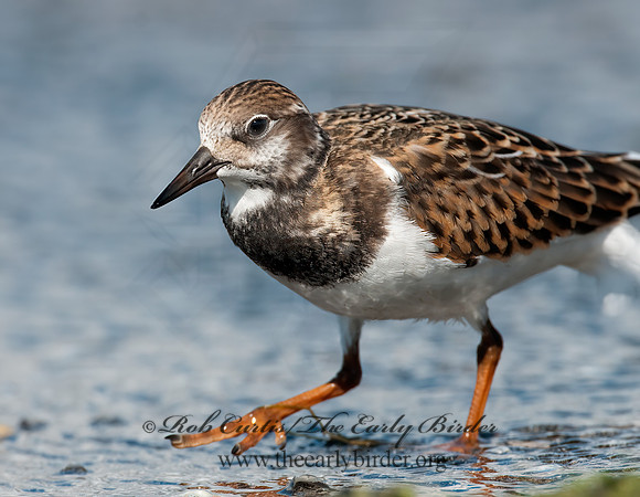 Arenaria interpres  RUDDY TURNSTONE 3009401z