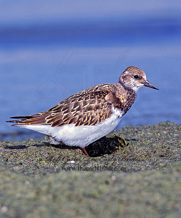 Arenaria interpres  RUDDY TURNSTONE 78519z