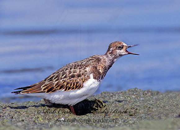 Arenaria interpres  RUDDY TURNSTONE 78525z