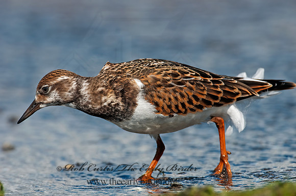 Arenaria interpres  RUDDY TURNSTONE 3009402z