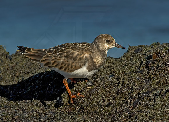 Arenaria interpres  RUDDY TURNSTONE 5002272z
