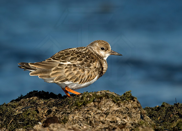 Arenaria interpres  RUDDY TURNSTONE 5002277z