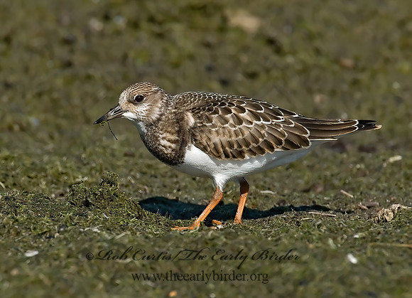Arenaria interpres  RUDDY TURNSTONE 7012394z