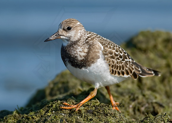 Arenaria interpres  RUDDY TURNSTONE 7012459z