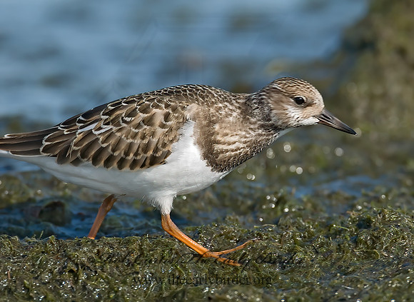 Arenaria interpres  RUDDY TURNSTONE 7012428z