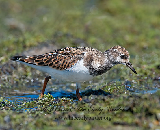 Arenaria interpres  RUDDY TURNSTONE 8026687z