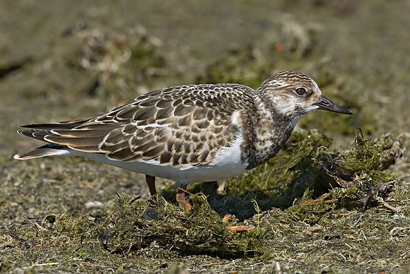Arenaria interpres  RUDDY TURNSTONE 7012281z