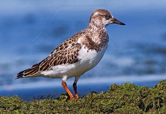 Arenaria interpres  RUDDY TURNSTONE 7015238z